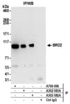 Detection of human BRD2 by western blot of immunoprecipitates.