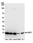 Detection of human and mouse HINT1 by western blot.