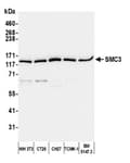 Detection of mouse SMC3 by western blot.