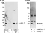 Detection of human and mouse UBCH7 by western blot (h&amp;m) and immunoprecipitation (h).