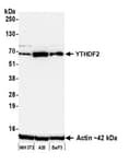 Detection of mouse YTHDF2 by western blot.