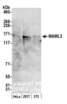 Detection of human and mouse MAML3 by western blot.