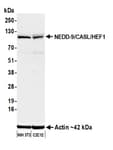 Detection of mouse NEDD-9/CASL/HEF1 by western blot.