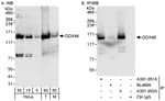 Detection of human and mouse DDX46 by western blot (h&amp;m) and immunoprecipitation (h).