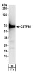 Detection of mouse CSTF64 by western blot.