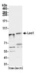 Detection of mouse Leo1 by western blot.