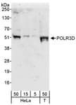 Detection of human POLR3D by western blot.