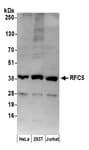 Detection of human RFC5 by western blot.
