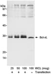 Detection of human Bcl-xL by western blot.
