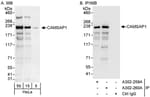 Detection of human CAMSAP1 by western blot and immunoprecipitation.