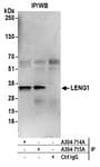 Detection of human LENG1 by western blot of immunoprecipitates.