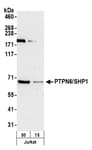 Detection of human PTPN6/SHP1 by western blot.