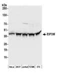 Detection of human and mouse EIF3M by western blot.