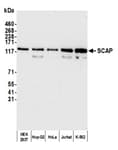 Detection of human SCAP by western blot.