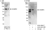 Detection of human SH3BP2 by western blot and immunoprecipitation.