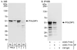 Detection of human POLDIP3 by western blot and immunoprecipitation.