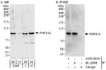 Detection of human PHF21A by western blot and immunoprecipitation.