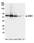 Detection of human and mouse NMD3 by western blot.