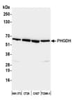 Detection of mouse PHGDH by western blot.