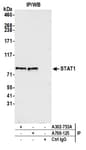 Detection of human STAT1 by western blot of immunoprecipitates.
