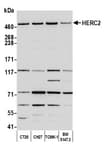 Detection of mouse HERC2 by western blot.
