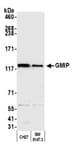 Detection of mouse GMIP by western blot.
