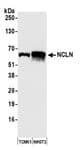 Detection of mouse NCLN by western blot.