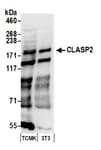 Detection of mouse CLASP2 by western blot.