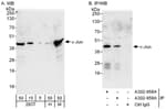 Detection of human and mouse c-Jun by western blot (h&amp;m) and immunoprecipitation (h).