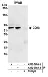 Detection of human CDK8 by western blot of immunoprecipitates.