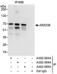 Detection of human ARID3B by western blot of immunoprecipitates.
