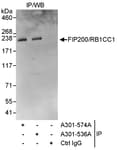 Detection of human FIP200/RB1CC1 by western blot of immunoprecipitates.