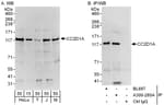 Detection of human and mouse CC2D1A by western blot (h and m) and immunoprecipitation (h).