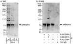 Detection of human p66alpha by western blot and immunoprecipitation.