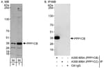 Detection of human PPP1CB by western blot and immunoprecipitation.
