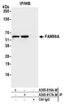 Detection of human FAM98A by western blot of immunoprecipitates.