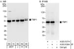 Detection of human and mouse TBP1 by western blot (h and m) and immunoprecipitation (h).