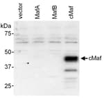 Detection of mouse cMaf by western blot.