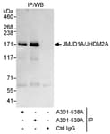 Detection of human JMJD1A/JHDM2A by western blot of immunoprecipitates.