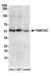 Detection of human FAM134C by western blot.