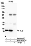 Detection of human IL-2 by western blot of immunoprecipitates.