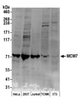 Detection of human and mouse MCM7 by western blot.