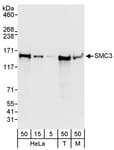 Detection of human and mouse SMC3 by western blot.
