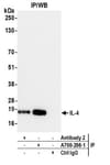 Detection of human IL-4 by western blot of immunoprecipitates.
