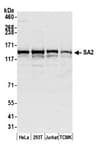 Detection of human and mouse SA2 by western blot.
