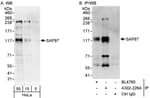 Detection of human SAP97 by western blot and immunoprecipitation.
