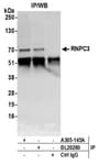 Detection of human RNPC3 by western blot of immunoprecipitates.