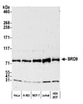 Detection of human BRD9 by western blot.