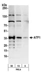 Detection of human ATF1 by western blot.