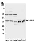 Detection of human and mouse UBE2Z by western blot.